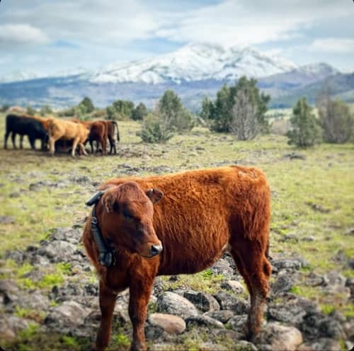 Elder Ranch Oregon