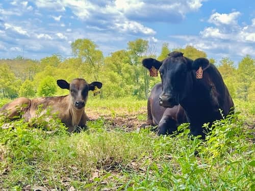 9 Line Farms Florida