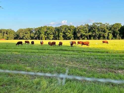 9 Line Farms Florida