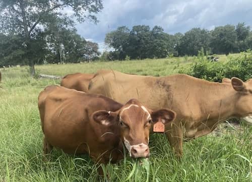 Brookshire Farm Louisiana