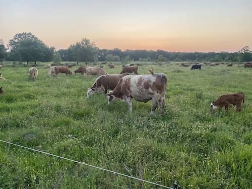 Brookshire Farm Louisiana