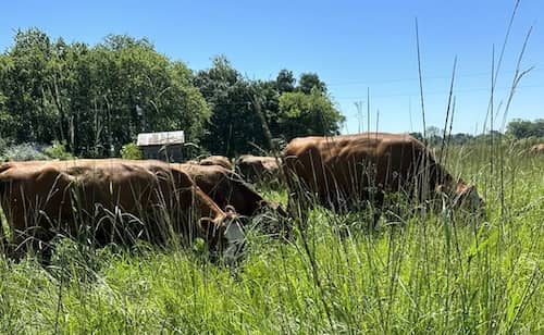 Brookshire Farm Louisiana