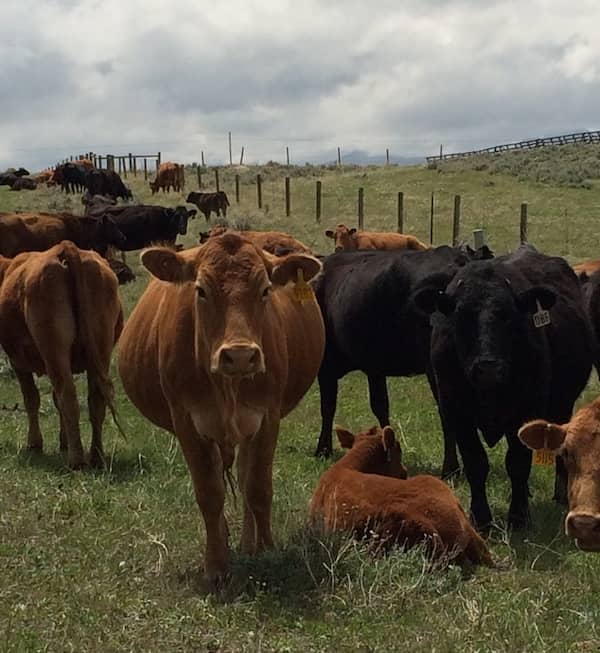 wyoming cattle