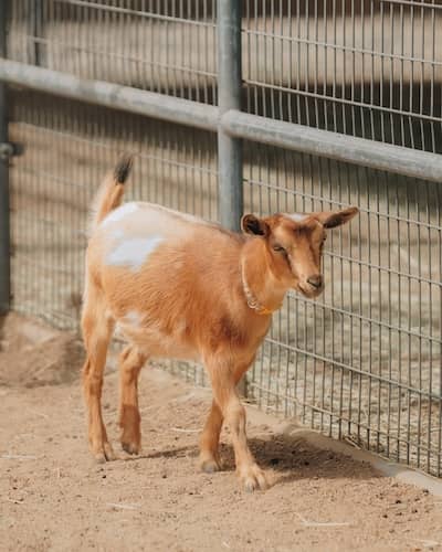 Lucky Bee Ranch - CA