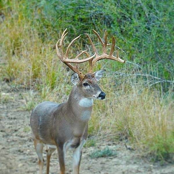 El Papalote Ranch Texas