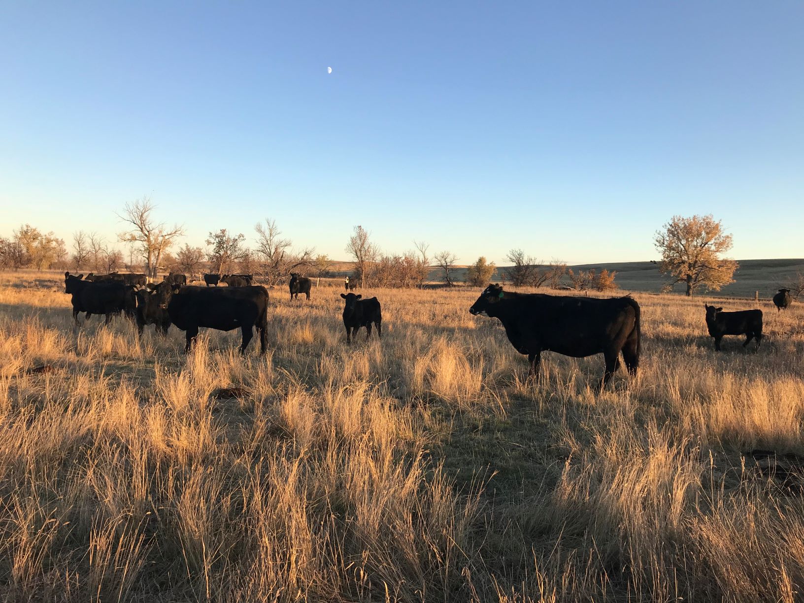 Cattle Ranch In South Dakota Seeking Full time Employee RanchWork