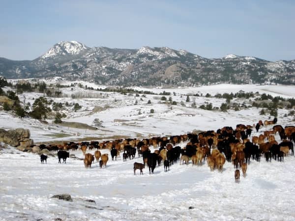 wyoming cattle winter