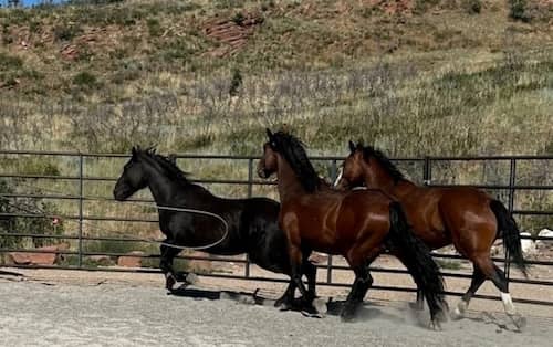 Liberty Sanctuary Utah