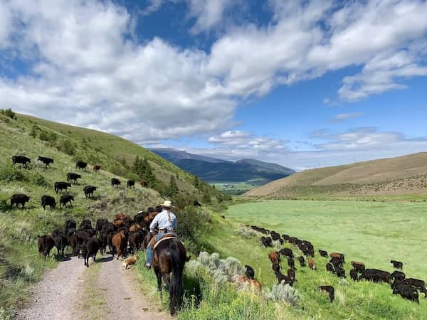 Oxbow Cattle Company - Montana