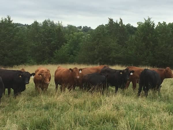 Peters Beef Genetics-IOWA