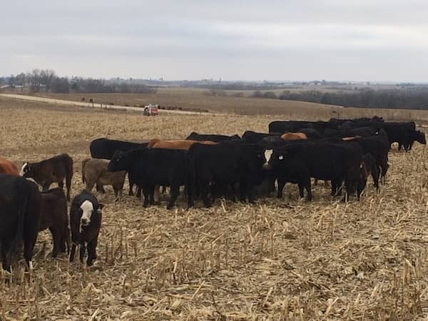 Peters Beef Genetics-IOWA