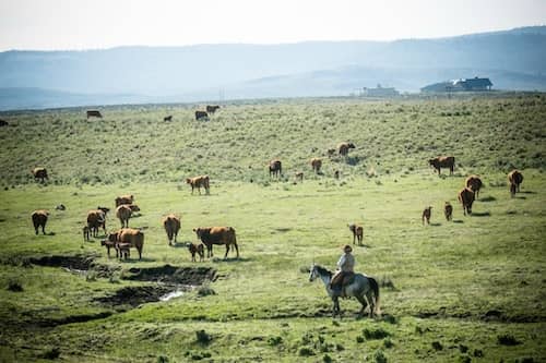 Silvies Ranch cattle