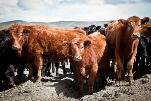 Silvies Ranch cattle