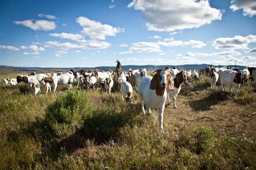 Silvies Ranch goats