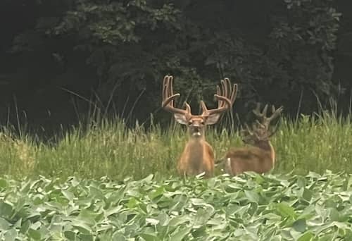 Timberghost Iowa