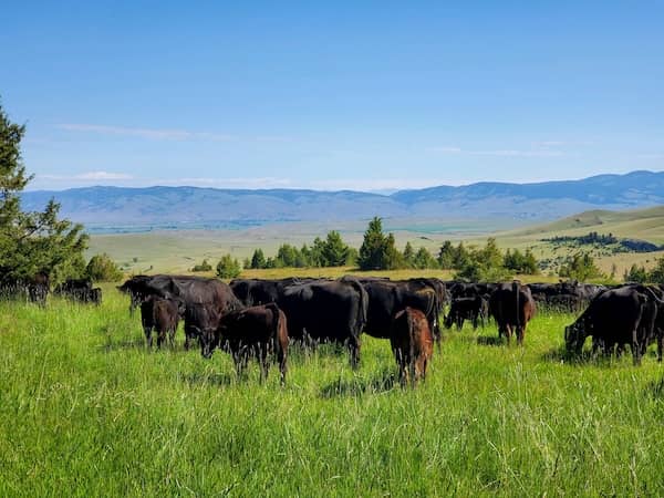 Boomer Ranch Montana