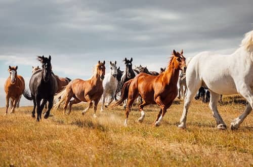 Crazy Mountain Ranch - MT