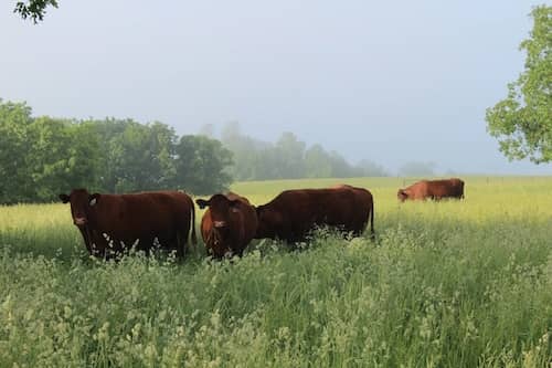 Cross Creek Ranch - Missouri