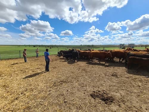 Dusty Creek Land & Cattle - Kansas