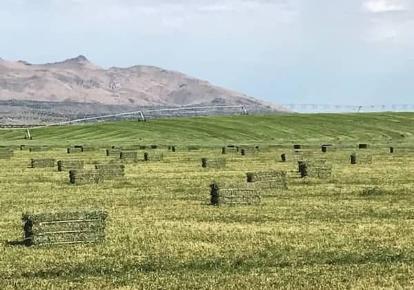 Great Basin Ranching - FFF Hay - CA