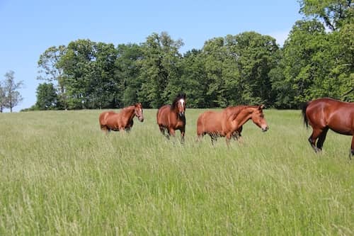 7 Springs Farm Horses