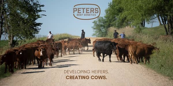 Peters Beef Genetics Iowa