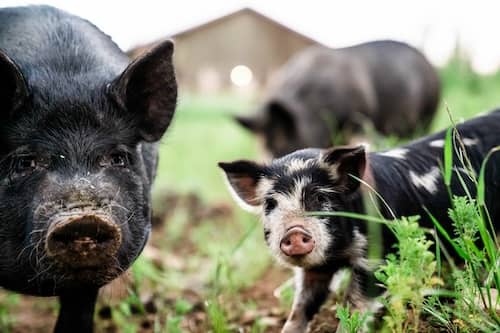 Piglets at farm in Oregon