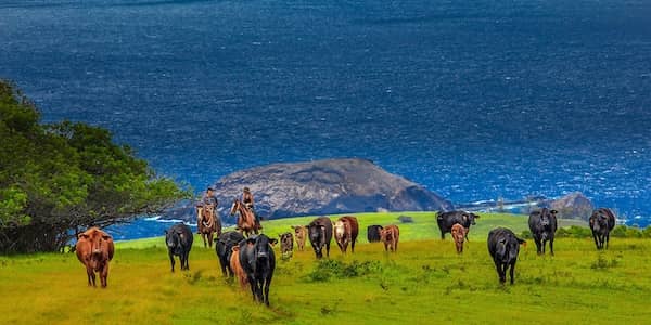 Pu’u O Hoku Ranch Hawaii