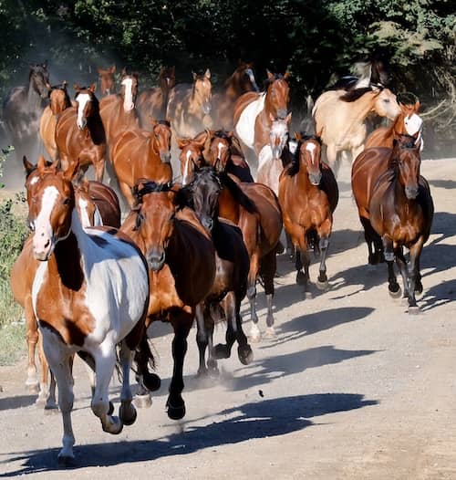 Red Horse Mountain Herd