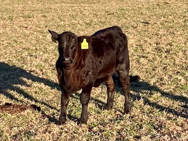 Stewart Hay & Cattle - Texas