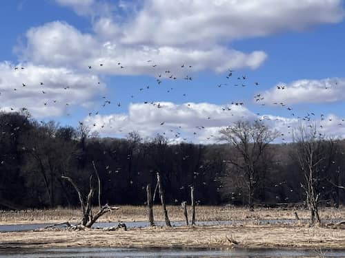 Upland / Waterfowl Dog Trainer & Hunting Guide needed in southwest ...