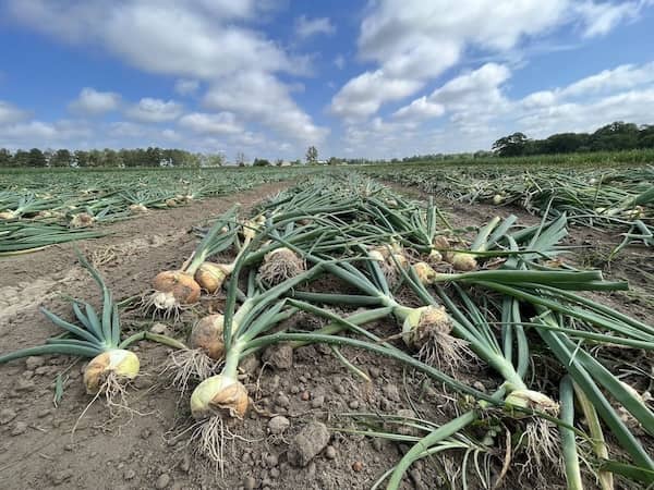 Vidalia onions in field