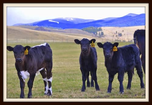 Montana cattle