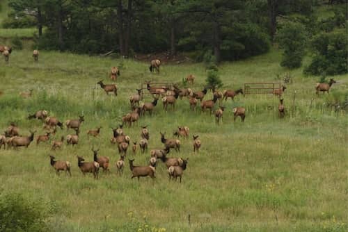 Wheaton Creek Ranch Elk - NM