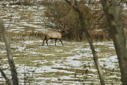 Wheaton Creek Ranch Elk - NM